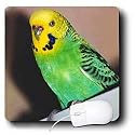 Birds - Budgie Parakeet - Mouse Pads