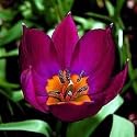 Persian Pearl Tulip 10 Bulbs - Very Hardy - Perennial