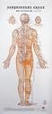 Set of 4 Acupuncture Charts