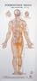 Set of 4 Acupuncture Charts