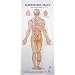 Set of 4 Acupuncture Charts