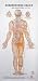 Set of 4 Acupuncture Charts