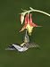 Female Ruby-Throated Hummingbird, Archilochus Colubris, Feeding at a Columbine Flower, Aquilegia Photographic Poster Print by Gustav W. Verderber, 30x40