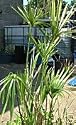 Umbrella Grass fish pond water plant