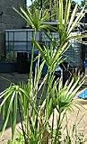 Umbrella Grass fish pond water plant