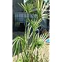 Umbrella Grass fish pond water plant