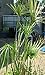 Umbrella Grass fish pond water plant