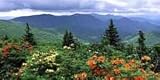 AIRBRUSHED LICENSE PLATES - MOUNTAIN SCENE - #1143