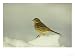 Yellowhammer, Emberiza Citrinella Female Perched in Snow Strathspey, Scotland Animals...