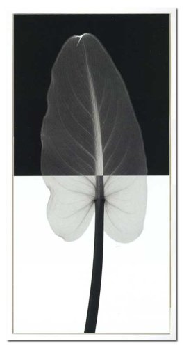 X-Ray PHOTOGRAPHY（レントゲンフォトグラフィー）ポスターフレーム Steven N.Meyers / Calla Leaf II 330x630x30mm