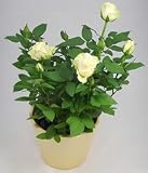 Click for more about White Rose Pot Plant - Post-a-Rose.