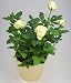 Image of White Rose Pot Plant
