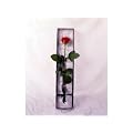 Single Red Rose