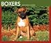   - Boxers 2008 Desk Calendar - Dog Calendars