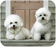 Bichon Frise On Porch Lab Dog Puppy Mouse Pad MousePad