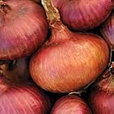 Red Wethersfield Onion - 50 Seeds - Veggie - B000Y8F486