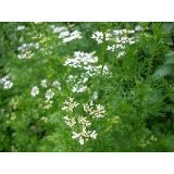 コリアンダー 400粒+400粒増量(1600個の種)