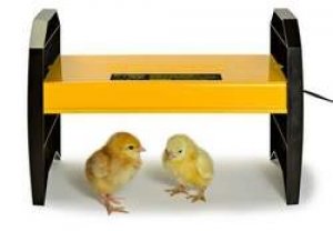 BGB EcoGlow 20 Chick Brooder