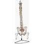 Colonne vert?brale humaine - mod?le d'enseignement&hellip de TSGPS MedMod