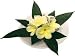 �s���ԁE�ԕr�tF-style vase Plumeria�@Yellow�i�v�������A�x�[�X/�C�G���[�j