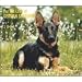 For the Love of German Shepherds 2009 Deluxe Wall Calendar