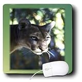 Florene Animals - Florida Green Eyed Panther - Mouse Pads