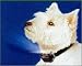 DER HUND BELLT? Multivet ANTI BELL- f�r alle Rassen NEU
