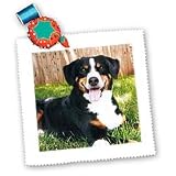 Dogs Appenzeller Mountain Dog - Appenzeller Mountain Dog - Quilt Squares