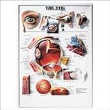 The The Eye 3D Raised Relief Chart