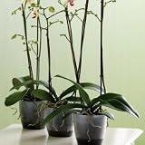 Eigenschaften ELHO  / Orchideentopf 12,5cm BRÜSSEL, rund, gefrostet