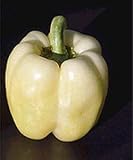 Sweet Dove Dutch Pepper 15 Seed / Seeds - B000UH0SR8
