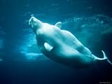 IMAGE OF Captive Beluga Blowing Bubble Ring Stretched Canvas Poster Print by Tim Laman, 18x24