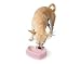 Doskocil #23199 Medium PNK Heart Dog Bowl
