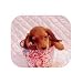 Trouble Pup Mousepad (FEL5931001)