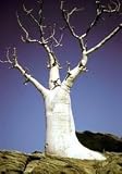 Rare Phantom Miracle Tree 10 Seeds-Moringa-Houseplant