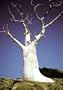 Rare Phantom Miracle Tree 10 Seeds-Moringa-Houseplant