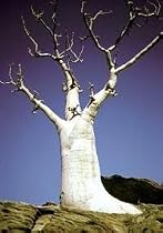 Rare Phantom Miracle Tree 10 Seeds-Moringa-Houseplant