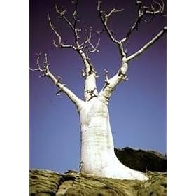 Rare Phantom Miracle Tree 10 Seeds-Moringa-Houseplant