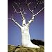 Rare Phantom Miracle Tree 10 Seeds-Moringa-Houseplant