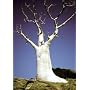 Rare Phantom Miracle Tree 10 Seeds-Moringa-Houseplant