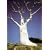 Rare Phantom Miracle Tree 10 Seeds-Moringa-Houseplant