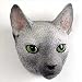 Cornish Rex Blue Magnet
