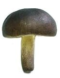 Artificial Mushroom, Dark Brown, Box of 12