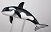 Killer Whale