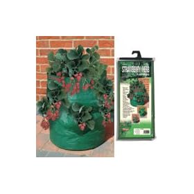 Bosmere Strawberry / Herb Patio Planter