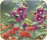 Fiddlers Elbow Humming Bird with Flowers