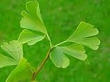 Gingko Herbal Capsules