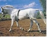Pagony Pessoa reins