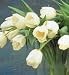 Maureen French Single Late Tulip 10 Bulbs