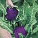 SUTTONS SEEDS: Cauliflower F1 Purple Graffiti Seeds (35 seeds)